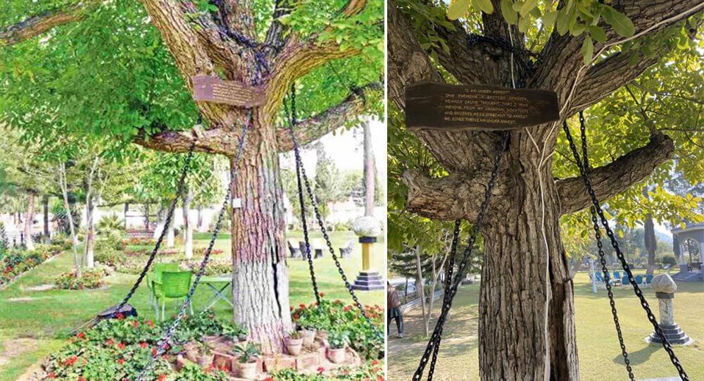 In Pakistan, this banyan tree has been arrested since 1898