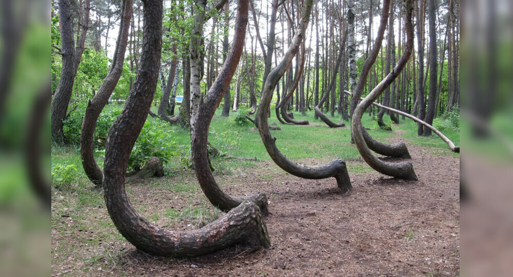 Poland's Krzywy: The Mysteries of the Crooked trees