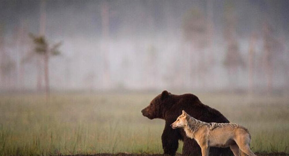The unique friendship of a bear and a dog