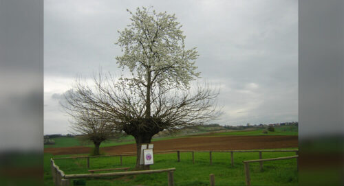The Unique Grana Double Tree of Piedmont, Italy