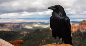 9 Reasons Crows Are Smarter Than You Think cover
