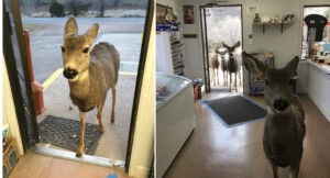 Deer walks into store with kids cover