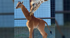 Kipekee, the world's only spotless giraffe, was born at Brights Zoo