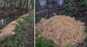 [solved] “macaroni mystery”, 500 pounds of pasta dumped  in new jersey