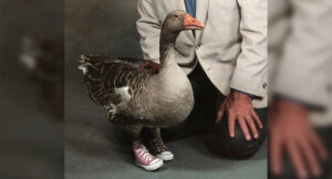The Goose With No Feet but wears Nike shoes cover