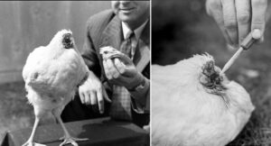 The story of The chicken that lived for 18 months without a head cover
