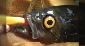 A one-eyed Vancouver fish receives a fake eye so that other fish will not bully him