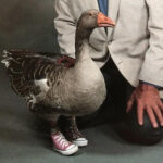 Andy Goose - The Goose With No Feet but wears Nike shoes