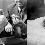 The story of The chicken that lived for 18 months without a head