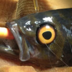 A one-eyed Vancouver fish receives a fake eye so that other fish will not bully him