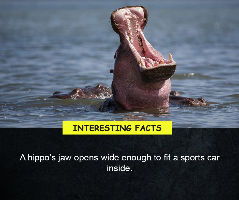 A hippo’s jaw opens wide enough to fit a sports car inside.
