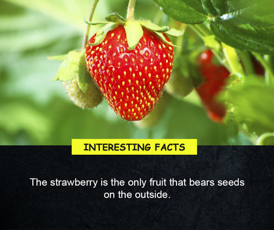 strawberry seeds