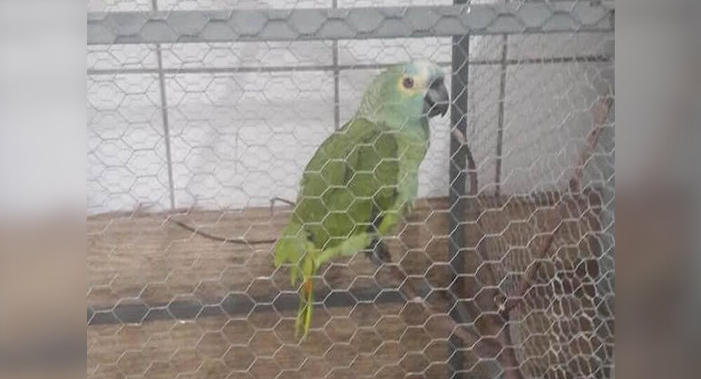 'Super obedient' lookout parrot trained by Brazilian drug dealers is seized by police