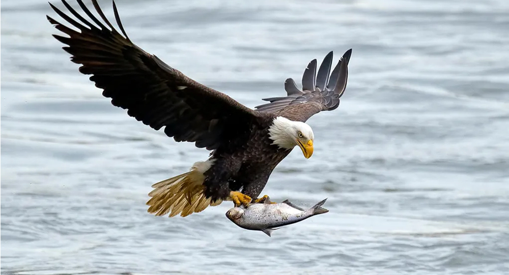 When the Sky Rained Fish: An Unbelievable Encounter Above Alaska