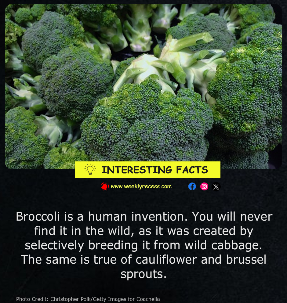 Broccoli, Cauliflower, and Brussels Sprouts Are Man-Made Vegetables