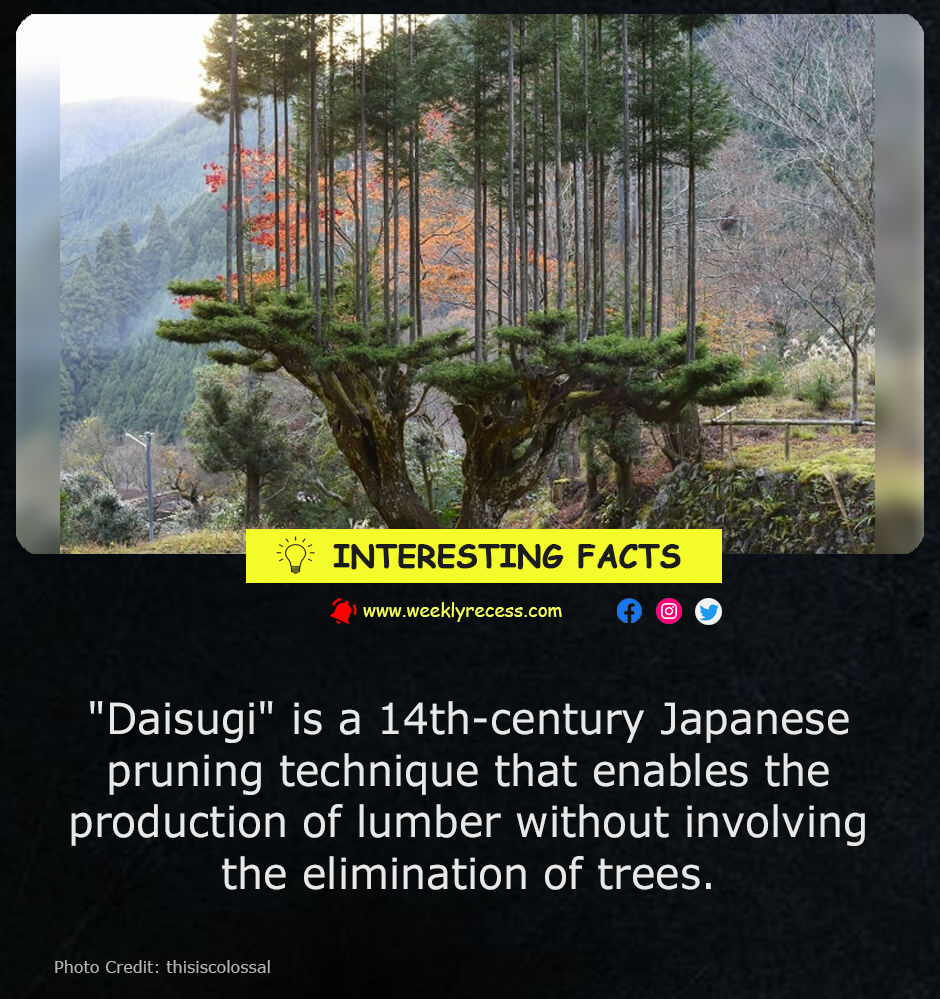 Daisugi: The Ancient Japanese Art of Harvesting Wood Without Cutting Down Trees