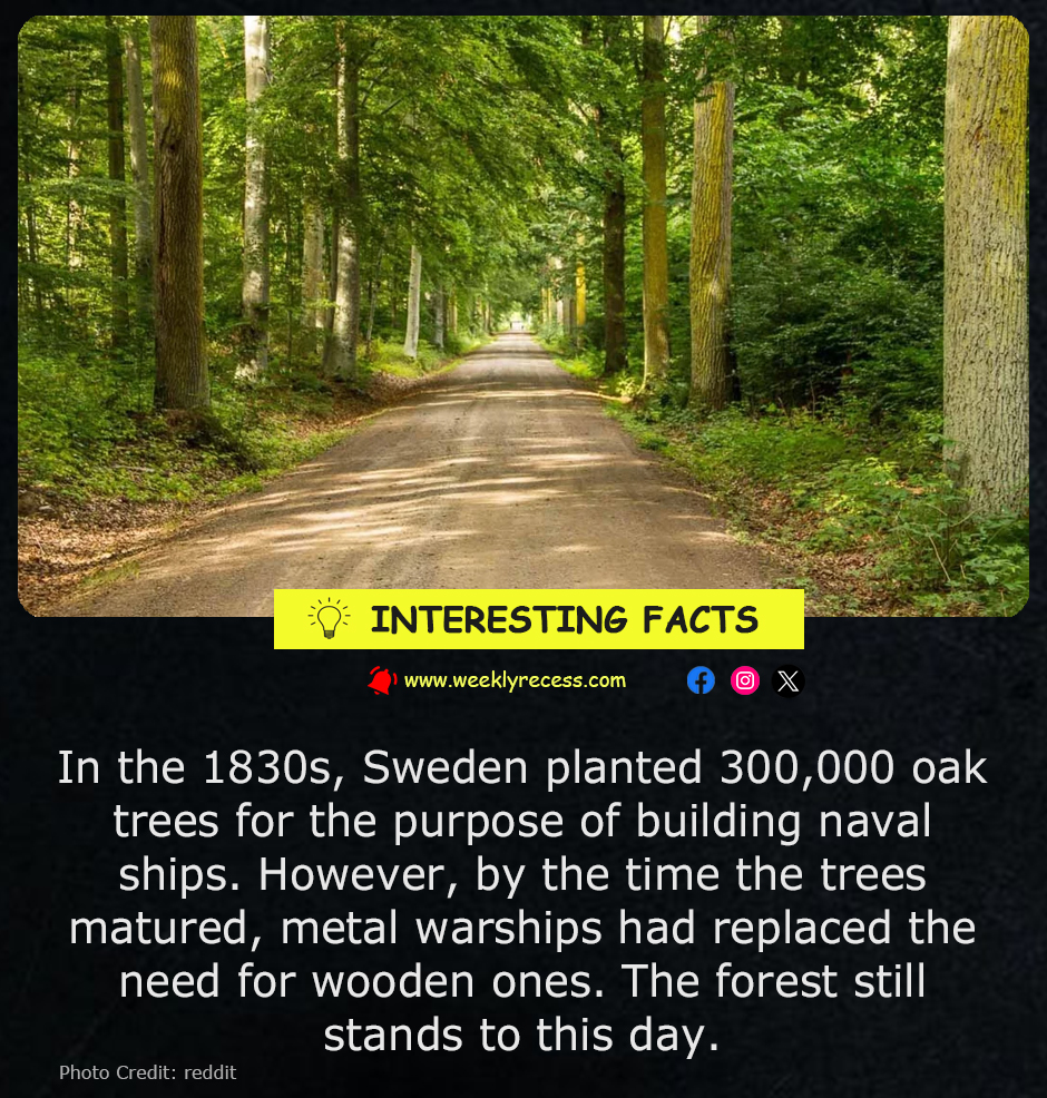 How Sweden’s 300,000 Oak Trees Became an Unintended Legacy: The Naval Forest That Outlived Wooden Warships