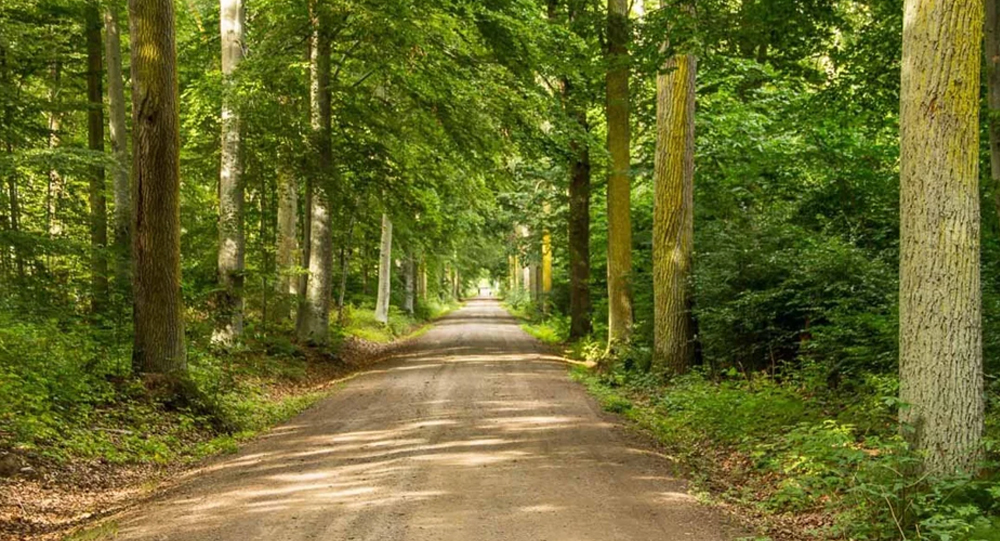 How Sweden’s 300,000 Oak Trees Became an Unintended Legacy: The Naval Forest That Outlived Wooden Warships