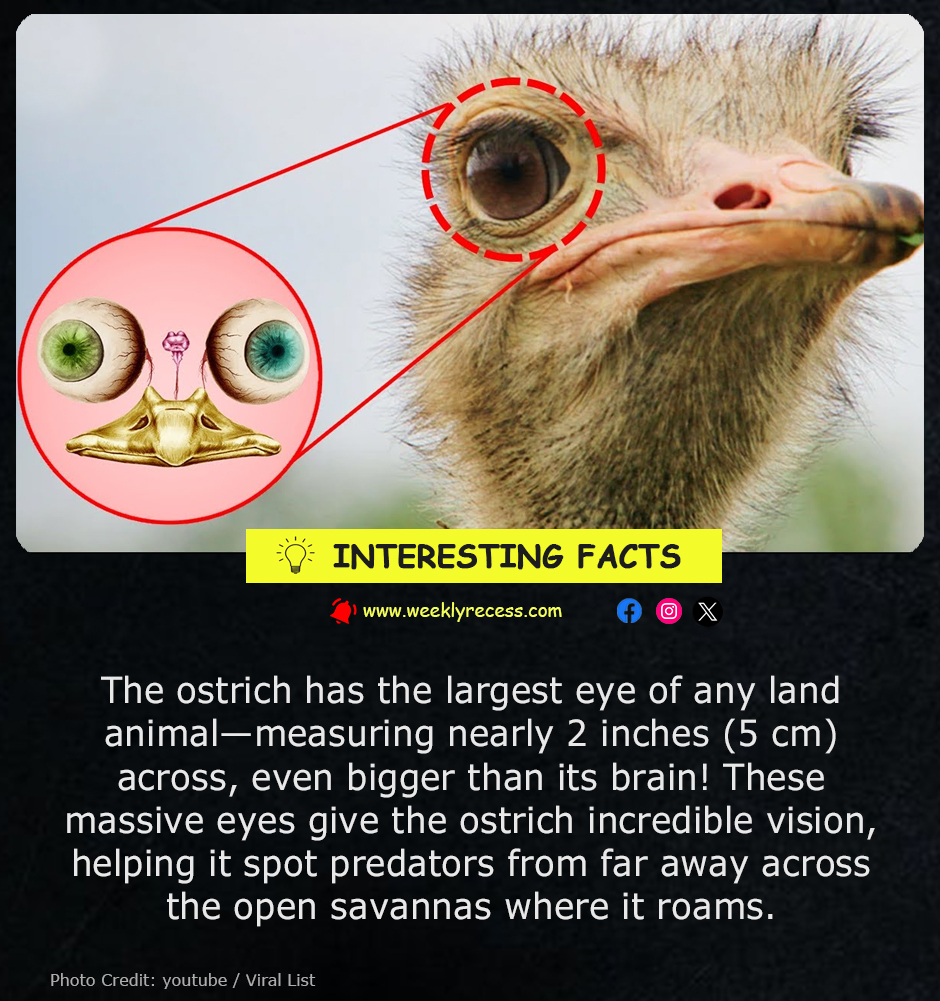 The Ostrich Has Eyes Bigger Than Its Brain