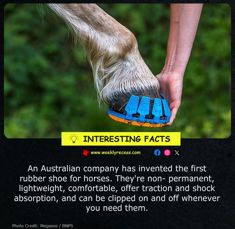 Horseshoes Reinvented: Australia’s Clip-On Rubber Shoes for Horses