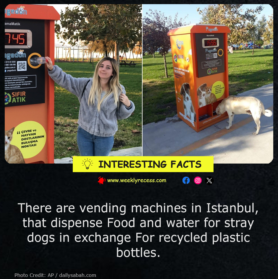 Istanbul’s Stray-Feeding Vending Machines: Recycle a Bottle, Feed a Dog