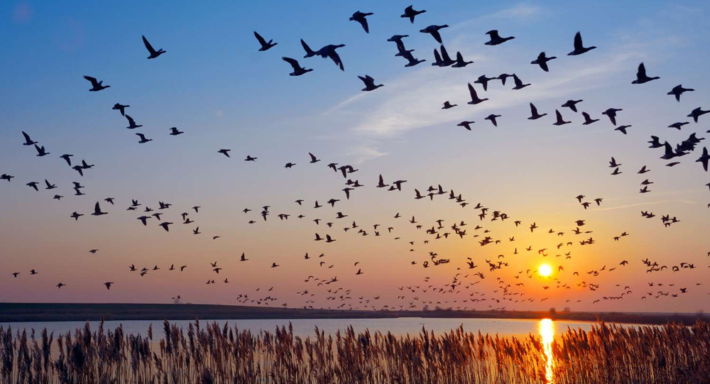 How Migratory Birds Navigate Thousands of Miles Without Getting Lost