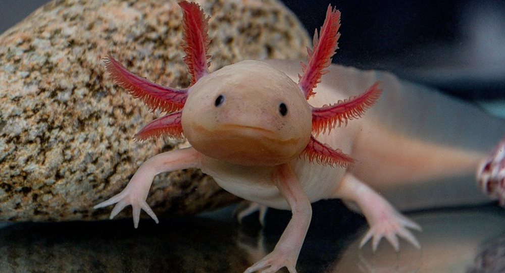 Why Some Animals Can Regenerate Limbs and What Science Says About Human Possibilities