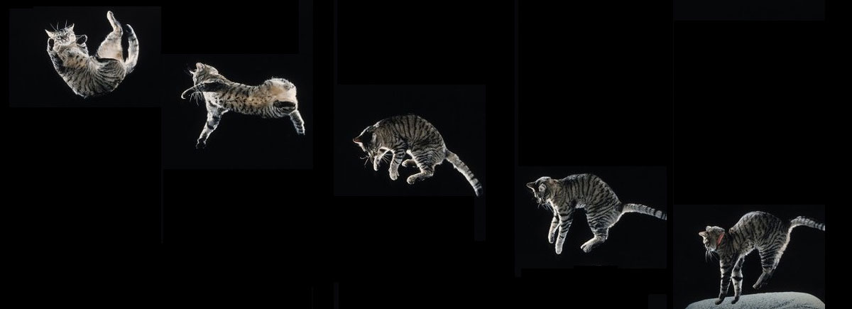 The Physics Behind Why Cats Always Land on Their Feet - Weekly Recess