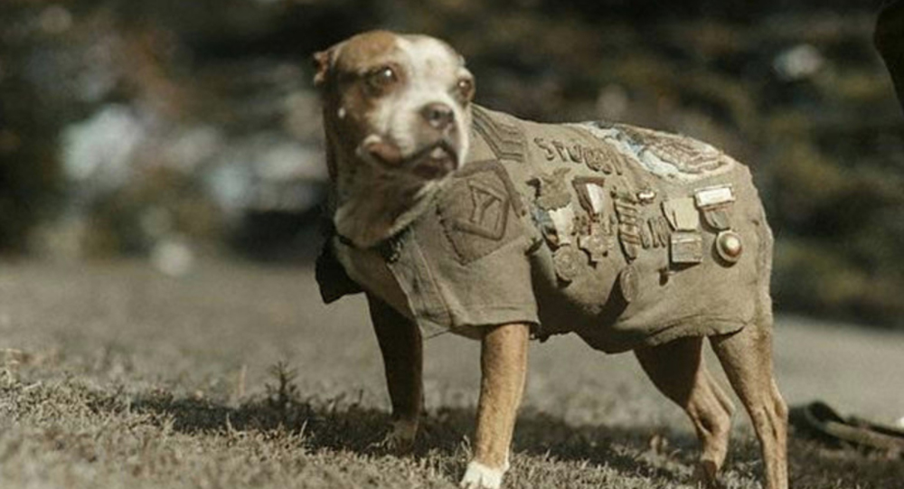 The Incredible Story of Sergeant Stubby, the Dog Who Became a War Hero