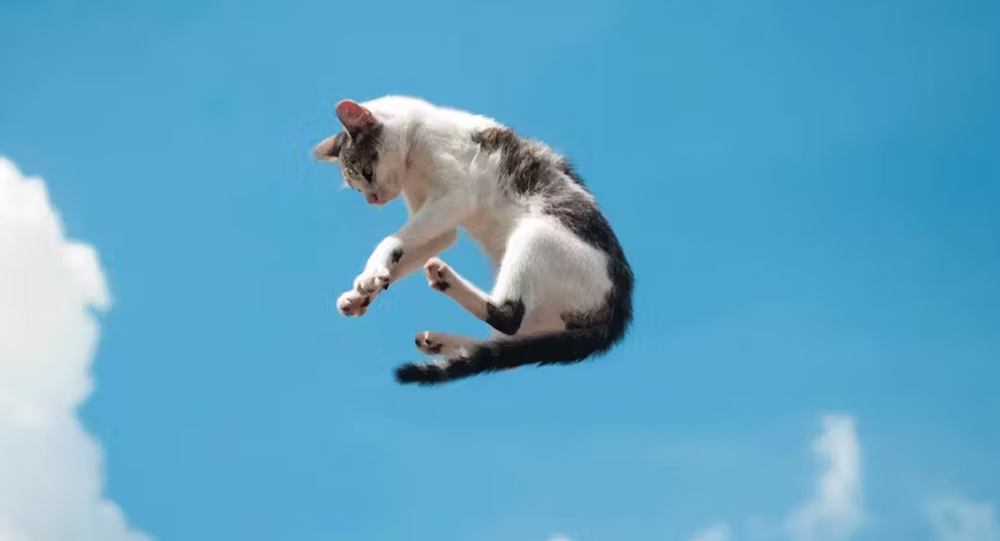 The Physics Behind Why Cats Always Land on Their Feet